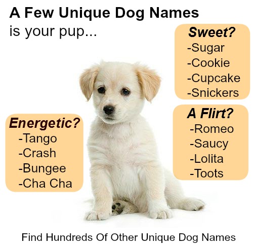 What are some uncommon female dog names?