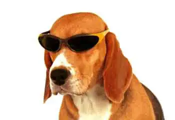 Funny-Beagle.jpg