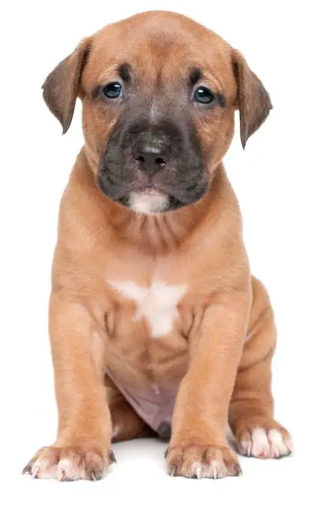 What are some female pit bull dog names?
