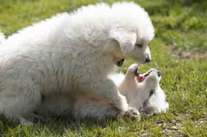 http://www.dog-names-and-more.com/images/Poodles-Playing.jpg