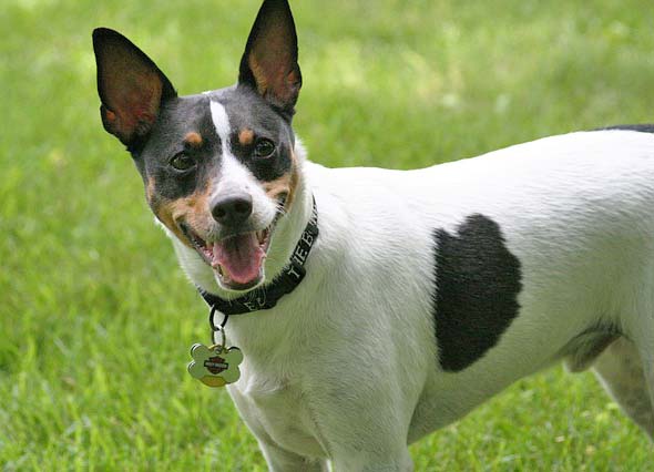 Unique Rat Terrier Names For Your Male Or Female