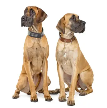 What are some good names for a male Great Dane?