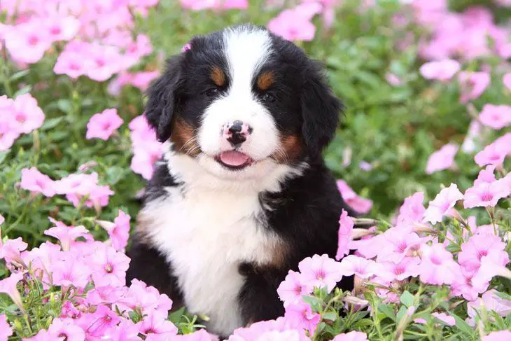 Bernese Mountain Dog Names For Both Male And Female