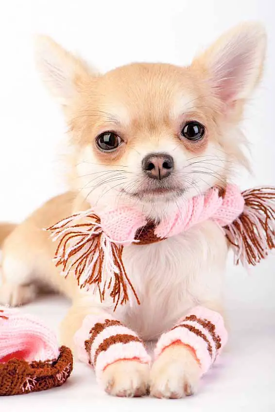 Chihuahua Names Big Names For The Little Guy