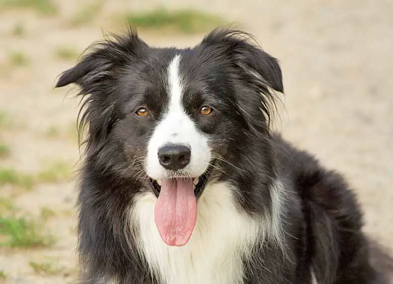 Border Collie Names For Cute Male And Female Collies