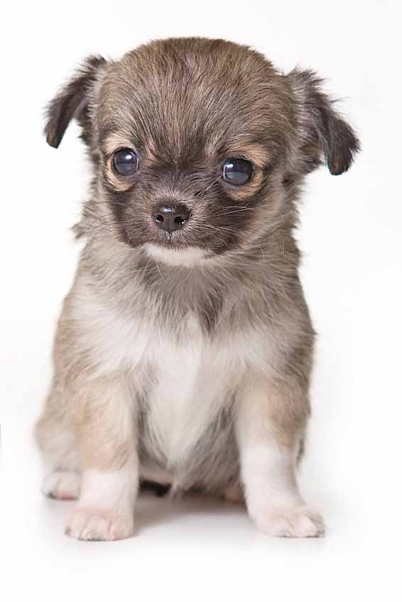 Small Female Dog Names Unique Little Names For Your Girl