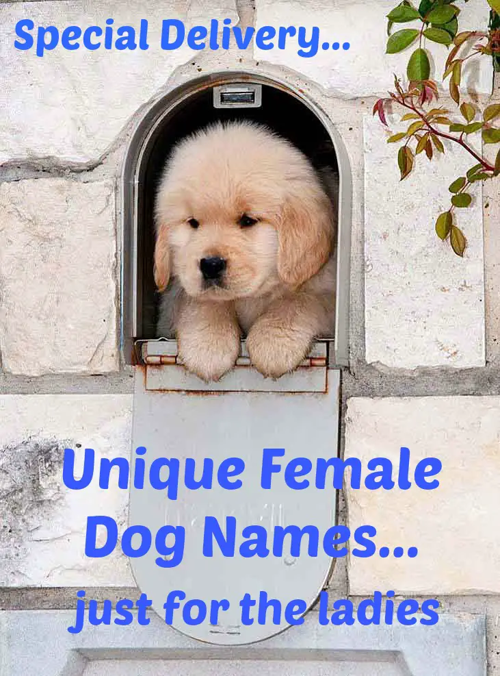 Female Dog Names Popular Ideas For The Cute Girl Puppy