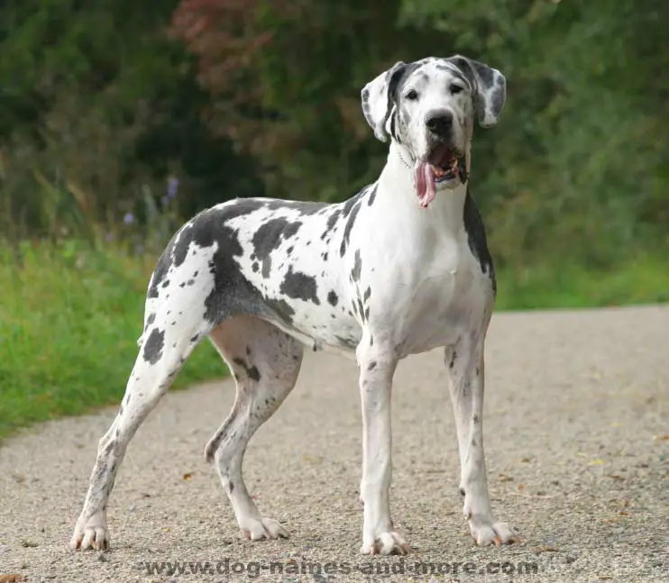 Great Dane Names Unique Ideas For Males And Females