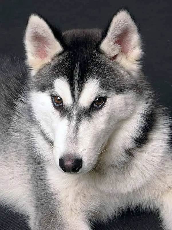 Siberian Husky Names: For Unique Male &amp; Female Huskies