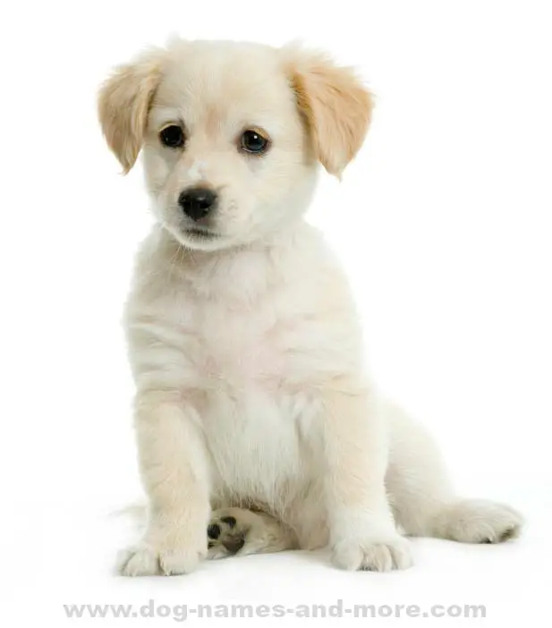 Blonde Dog Names Unique Ideas For Light Yellow Colored Dogs