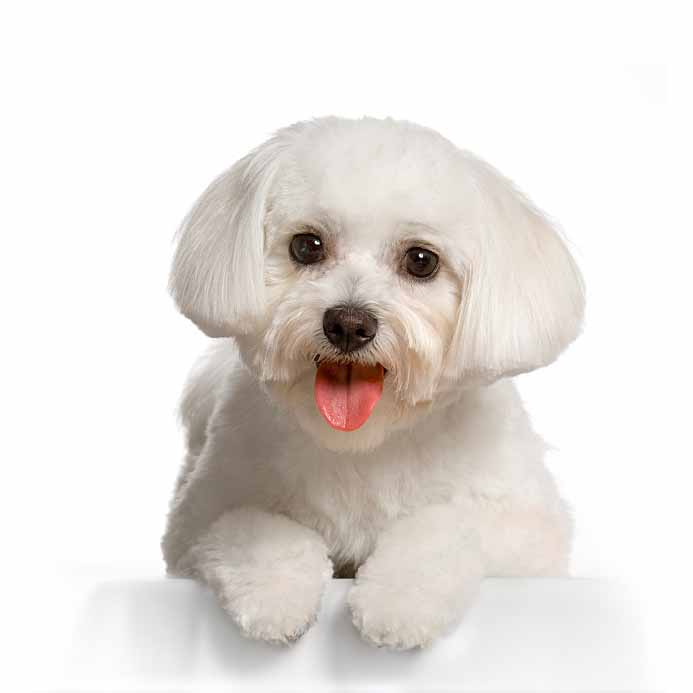 dog names for white dogs