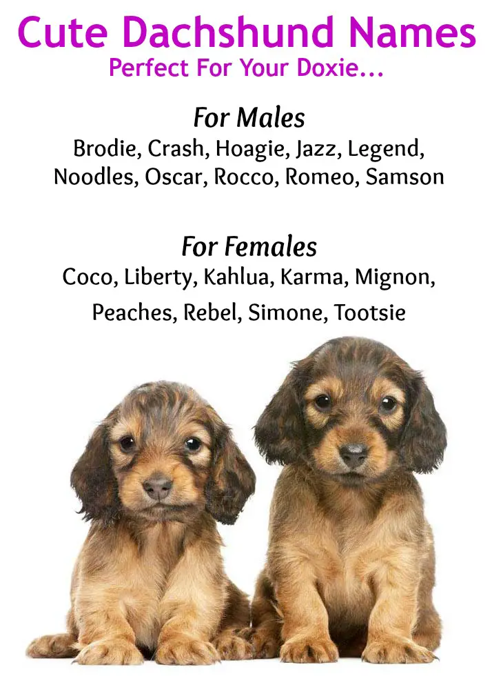 famous dachshund names