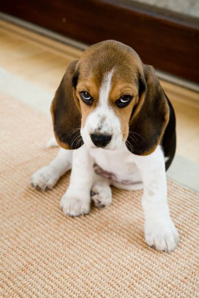 Beagle Names: Unique Ideas For Your Male Or Female Dog