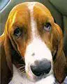 Cajun-Hund mit blutunterlaufenen Augen