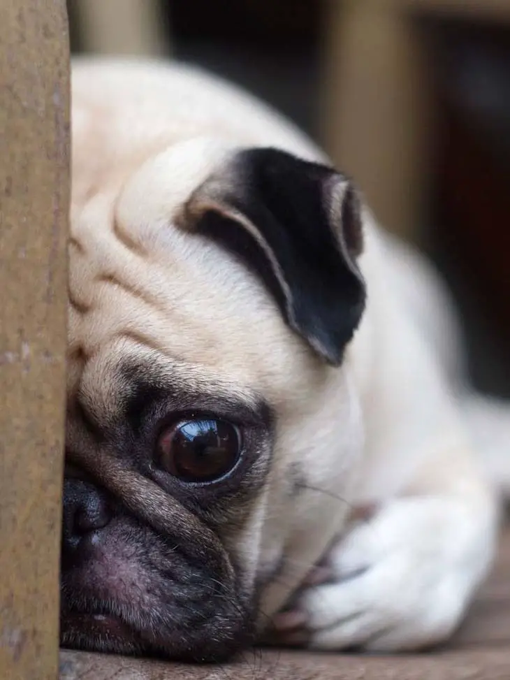 Sad and lonely Pug.