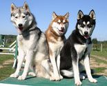 Russian Dog Names: Male & Female Ideas From This Country