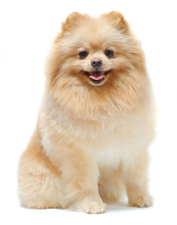 Pomeranian Names For Your Male Or Female Puppy